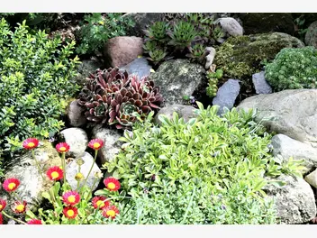 Ilustracja artykułu 10 najlepszych bylin na skalniak - zobacz polecane rośliny jedno- i wieloletnie