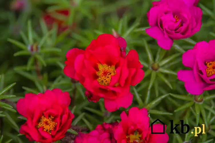 Portulaka wielkokwiatowa o czerwonych i różowych kwiatach, a także 10 bylin na skalniak o pięknych kwiatach