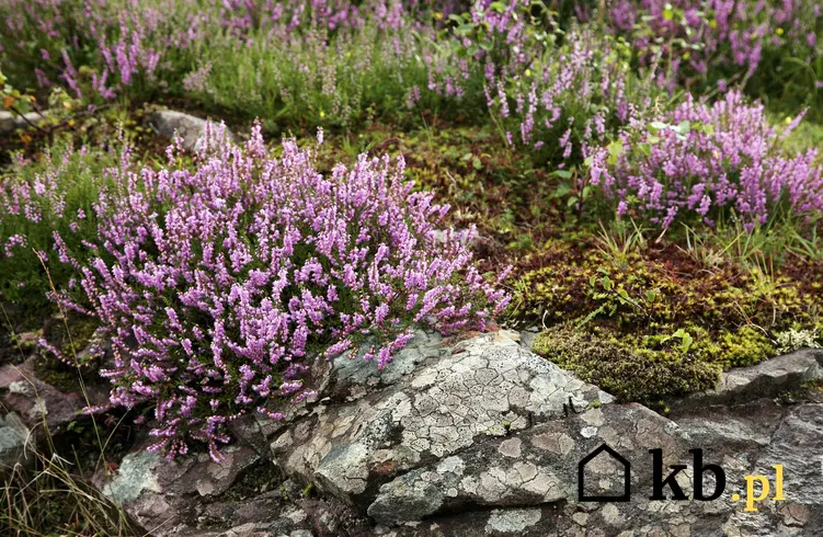 Wrzosy o fioletowych kwiatach na skalniaku, a także 10 ciakwych gatunków i pięknych bylin na skalniak