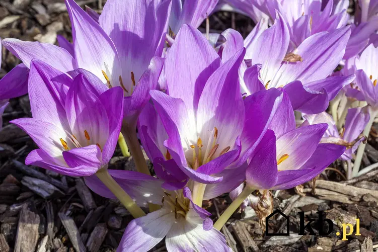 Ziemowit na skalniaku o fioletowych kwiatach, a także ciekawe gatunki bylin idealnych do ogrodu skalnego