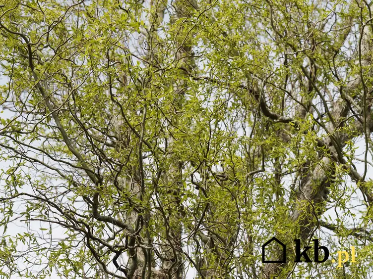 Zielone listki wierzby mandżurskiej w ogrodzie, a także uprawa, pielęgnacja oraz odmiany i gatunku