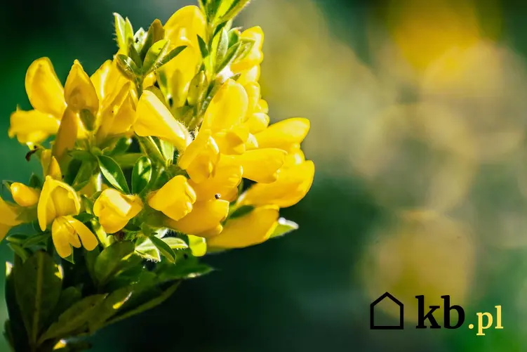 Kwiaty żarnowca miotlastego w ogrodzie, a także odmiany, pielęgnacja i uprawa oraz wymagania krok po kroku
