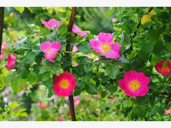 Ilustracja artykułu wybieramy sadzonki dzikiej róży na owoce - ceny, rodzaje, porady