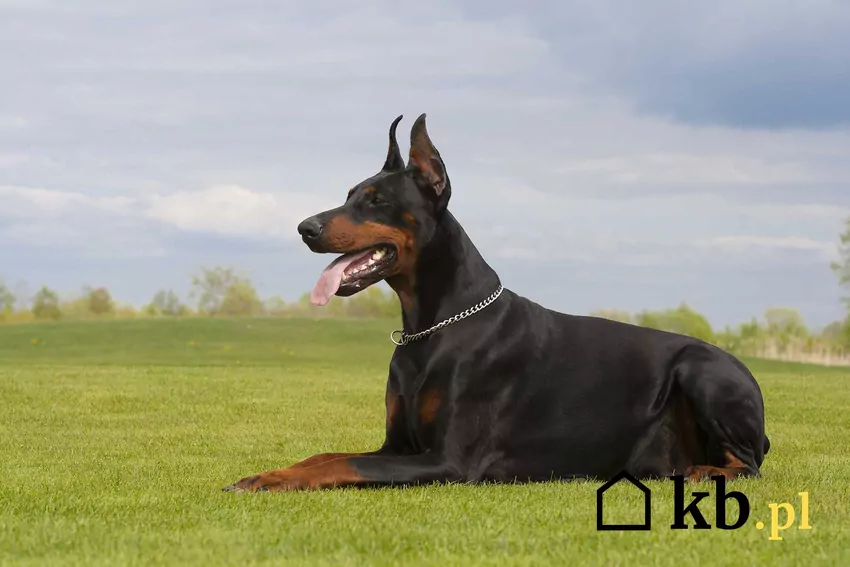 Doberman leżący na trawie