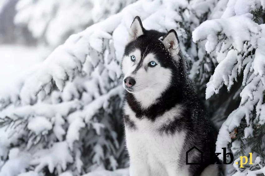 Husky o niebieskich oczach zimą