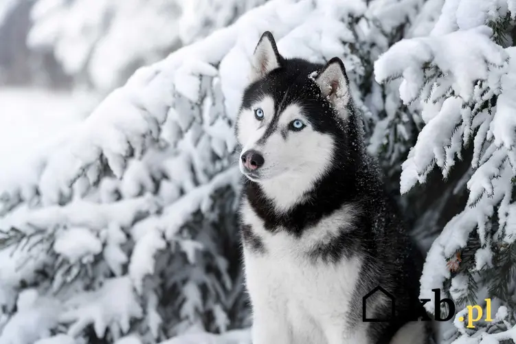 Husky o niebieskich oczach siedzący przy drzewku obsypanym śniegiem, a także cena psa rasy husky i koszt szczeniaków z hodowli ZKwP