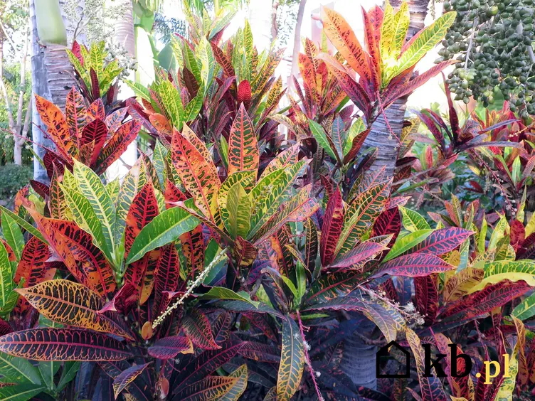 Trójskrzyn o zielonych i czerwonych liściach, a także odmiany, pielęgnacja, sadzenie i opis nietypowej rośliny