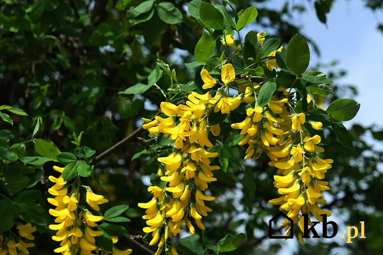 Kwiaty złotokapu na drzewie, a także najciekawsze gatunki i odmiany, uprawa oraz pielęgnacja w ogrodzie w naszych warunkach klimatycznych