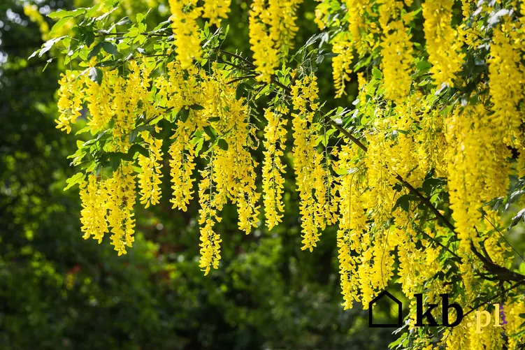 Złotokap o żółtych zwisających kwiatach w ogrodzie, a także gatunki, uprawa oraz pielęgnacja krok po kroku