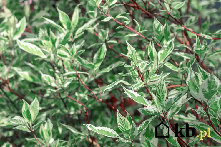 Dereń biały o delikatnych zielonych i białych liściach, a także uprawa i wymagania Cornus alba w ogrodzie