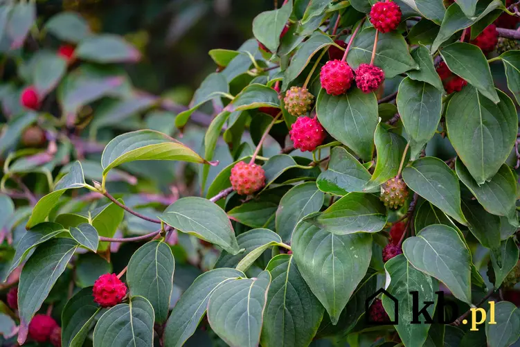 Czerwone owoce derenia kousa (derenia japońskiego), czyli odmiany i rodzaje, uprawa oraz pielęgnacja rośliny