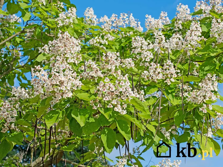 Katalpa o białych kwiatach, czyli surmia w okresie kwitnienia, a także opis gatnku, uprawa i pielęgnacja
