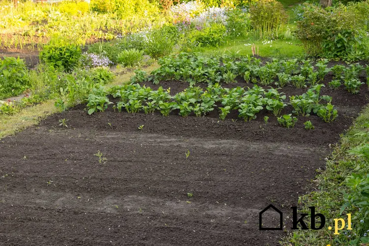 Zorganizowany ogród warzywny, a także podpowiedzi, jakie warzywa sadzić obok siebie w ogrodzie - dobre towarzystwo warzyw