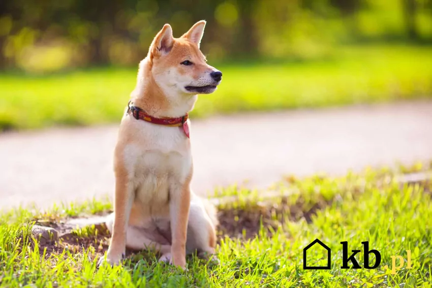 Shiba Inu szczeniak w ogrodzie