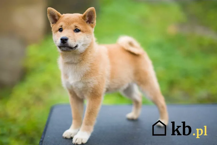 Szczenię Shiba Inu w ogrodzie