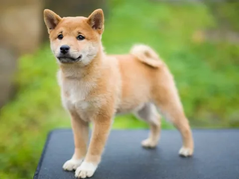 Cena szczeniaka Shiba Inu z rodowodem