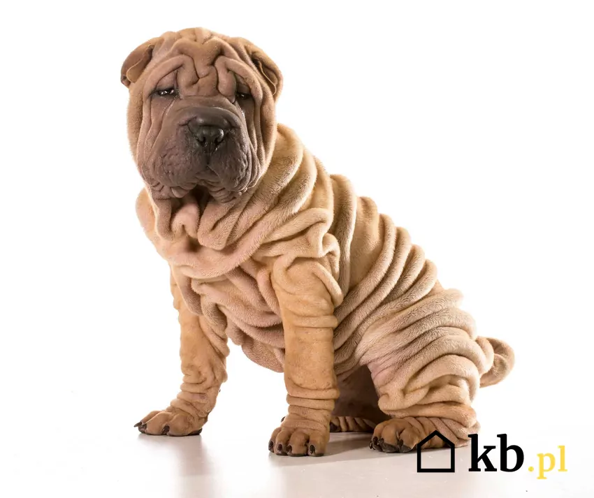 Biszkoptowy Shar Pei szczeniak