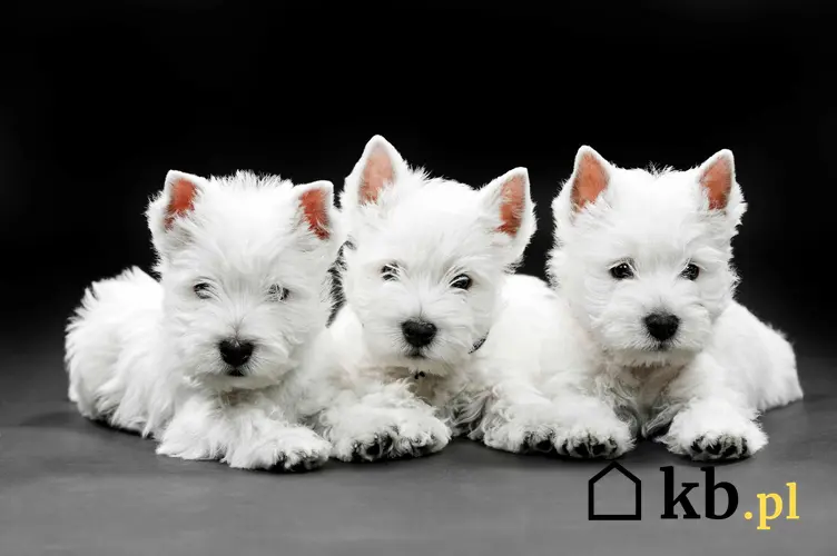 Szczeniaki rasy West Highland White Terrier, a także ile kosztuje pies tej rasy oraz koszty szczeniaka z rodowodem