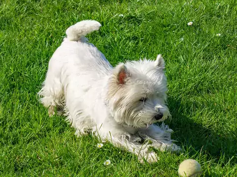 Cena szczeniaka West Highland White Terrier