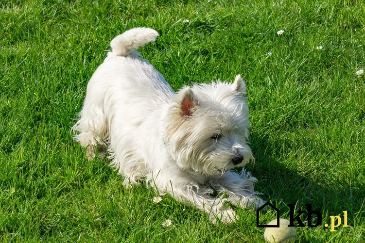 Pies rasy West Highland White Terrier bawiący się piłką w ogrodzie, a także informacje, ile kosztuje szczenię rasy West Highland White Terrier