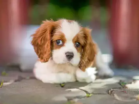 Cena szczeniaka Cavalier King Charles