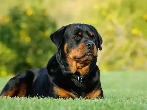 Cena szczeniaka Rottweilera z hodowli