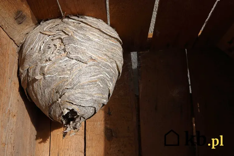 Gniazdo szerszeni w garażu, a także informacje, jak usunąć gniazdo szerszeni w bezpieczny sposób