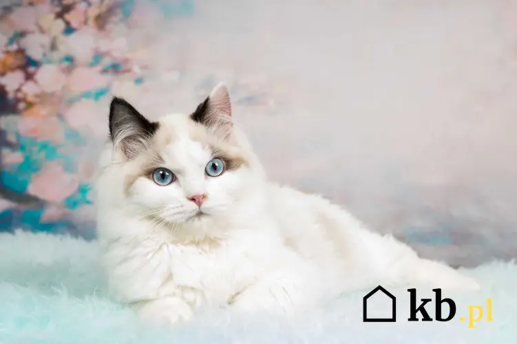 Biały kot ragdoll wylegujący się na poduszkach, a także jaka jest cena ragdoll, czyli ile kosztuje kociak z rodowodem