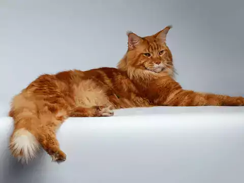 Cena młodego kota Maine Coon