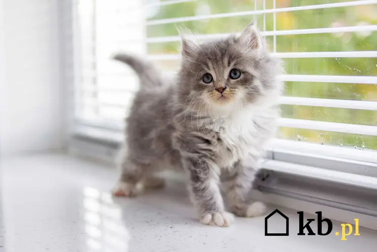 Kocię rasy kot perski, a także informacje, ile kosztuje młody kot perski z hodowli