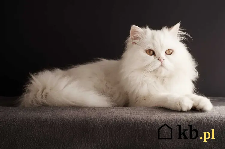 Biały kot perski z renomowanej hodowli, a także cena młodego kota perskiego krok po kroku