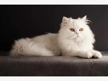 Ilustracja artykułu cena kota perskiego - zobacz, ile kosztują młode rasowe persy