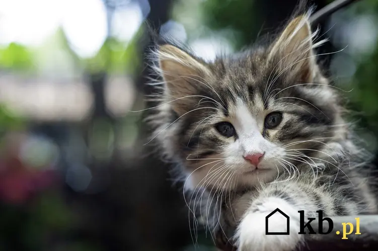 Kocię norweskiego kota leśnego o niebieskich oczkach, a także ile kosztuje norweski kot leśny z hodowli