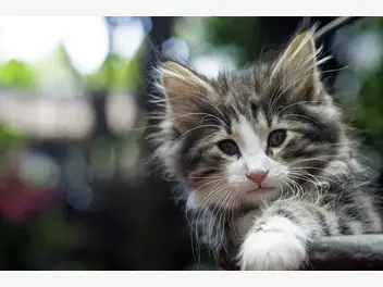 Ilustracja artykułu cena norweskiego kota leśnego - sprawdzamy, ile kosztuje młody kociak
