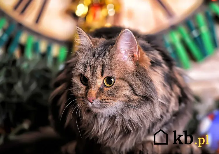 Duży dorosły norweski kot leśny, a także cena kota tej rasy i ile kosztuje młode kocię norweskiego kota leśnego z hodowli