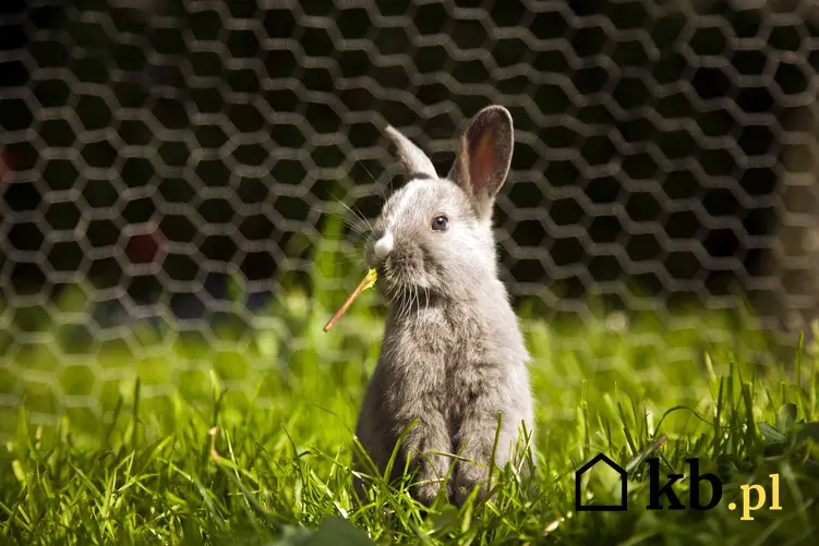 Królik miniaturka stojący na trawie, a także informacje, ile kosztuje królik miniaturka, ceny