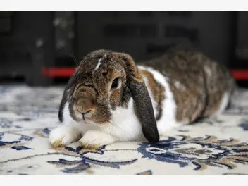Ilustracja artykułu ile kosztuje królik miniaturka? sprawdzamy ceny w sklepach zoologicznych