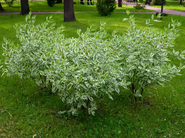 Dereń biały Elegantissima - uprawa i porady