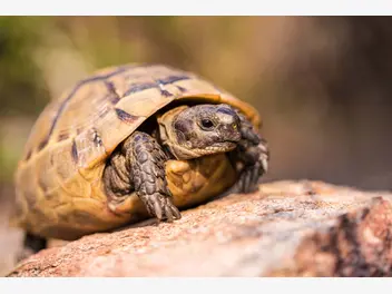 Ilustracja artykułu cena żółwia greckiego - sprawdź, ile zapłacisz za małego żółwia