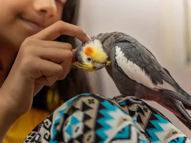 Cena papugi Nimfy w hodowli