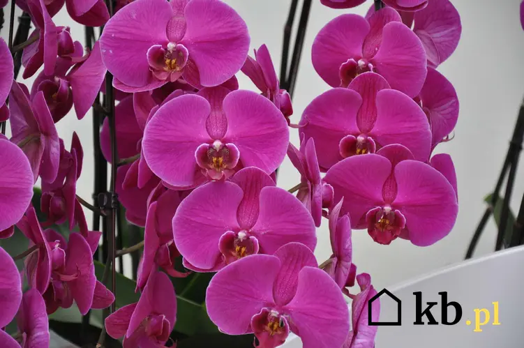 Różowe kwiaty storczyka, bujna orchidea, codzienna pielęgnacja storczyków, objawy chorób orchidei