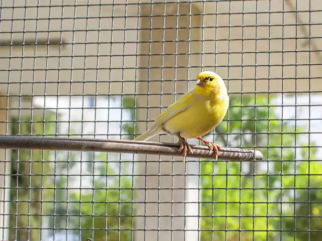 Ceny kanarków w sklepach zoologicznych