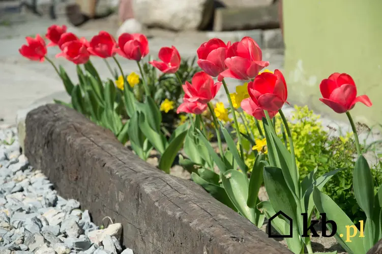 czerwone tulipany w ogrodzie, tulipany przy domu, tulipany w ogrodzie, ile cebulek tulipanów sadzić w jednej rabacie, sadzenie tulipanów w ogrodzie