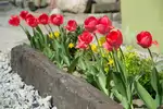 Kiedy wykopać tulipany po przekwitnięciu