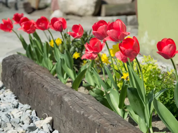 Kiedy wykopać tulipany po przekwitnięciu