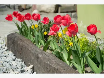 Ilustracja artykułu kiedy wykopać tulipany po przekwitnięciu? wyjaśniamy