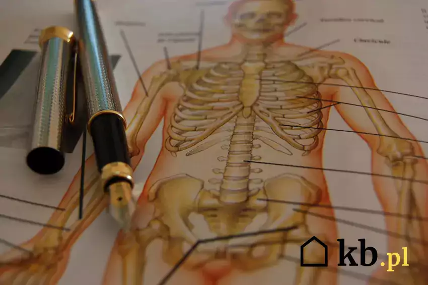 Szkielet człowieka w placówce medycznej