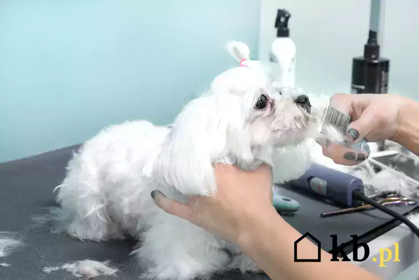 Pies w salonie groomerskim