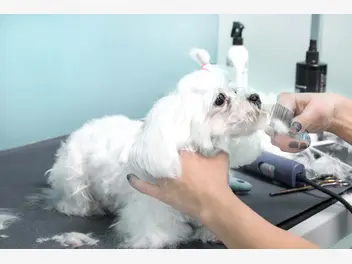 Ilustracja artykułu ile kosztuje psi fryzjer? przedstawiamy cenniki obowiązujące w salonach groomerskich