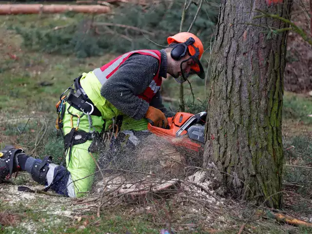 Drzewa do wycięcia bez pozwolenia